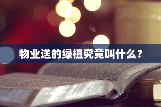 物业送的绿植究竟叫什么？