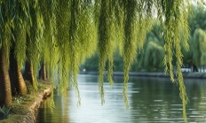 海宁杨柳郡是由什么物业负责管理的？